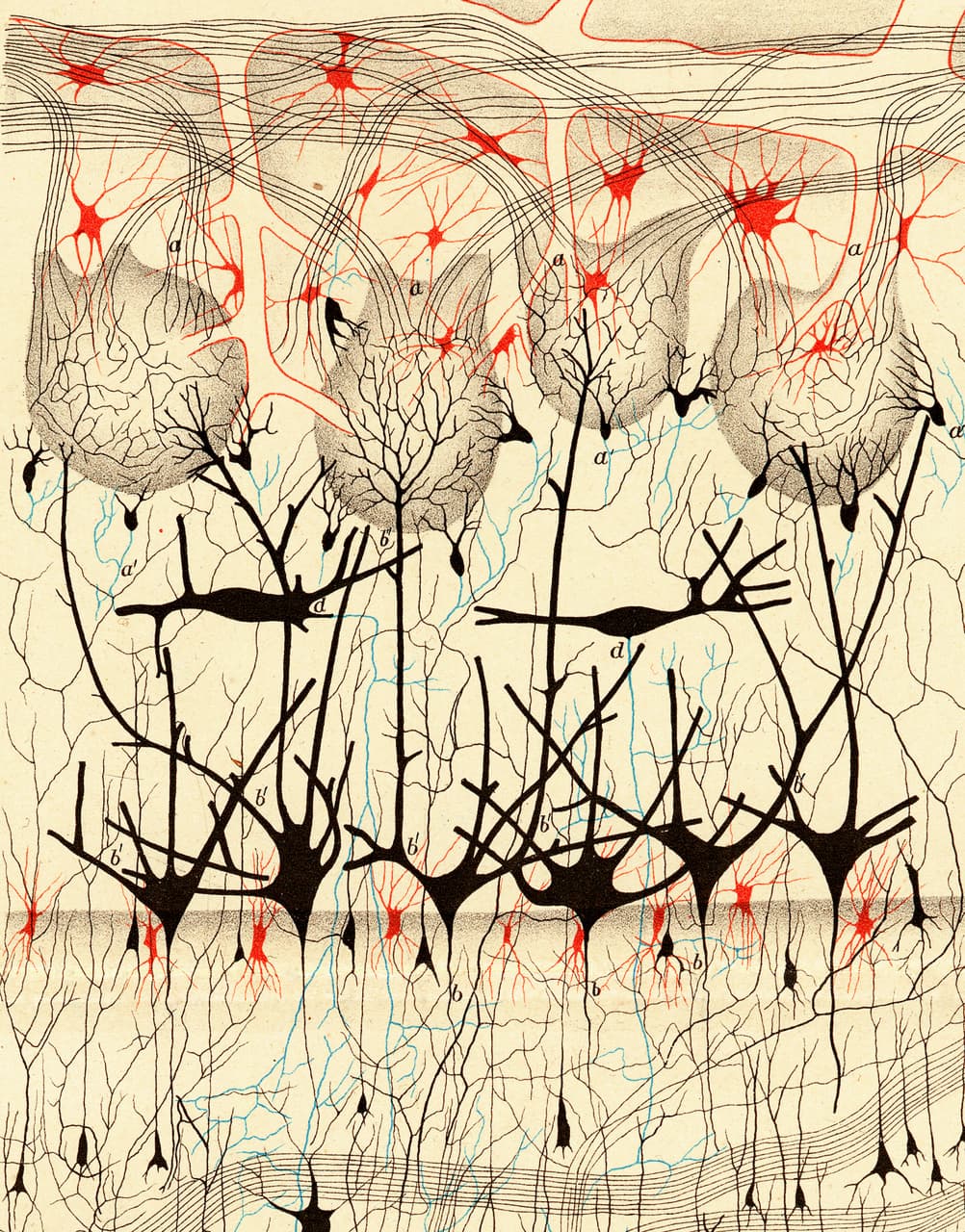 Camillo Golgi, nerve cells in a dog's olfactory bulb (detail), 1885