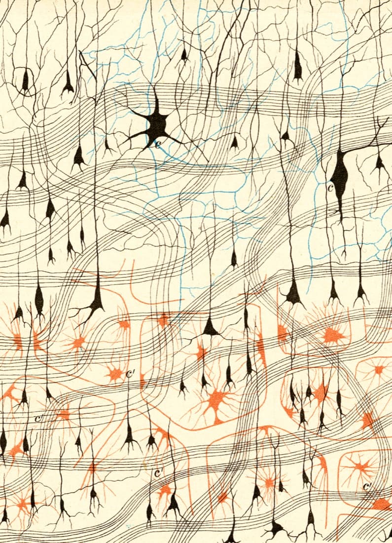 Camillo Golgi, nerve cells in a dog's olfactory bulb (detail), 1885